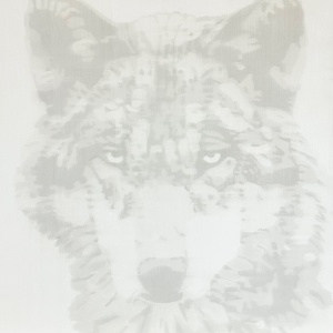 tala_wolf