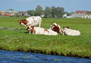 Cows along a canal in Holland. 