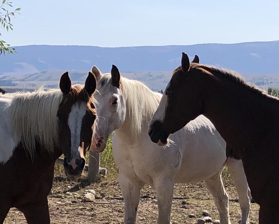 Jackson Hole Horse Rescue horses.