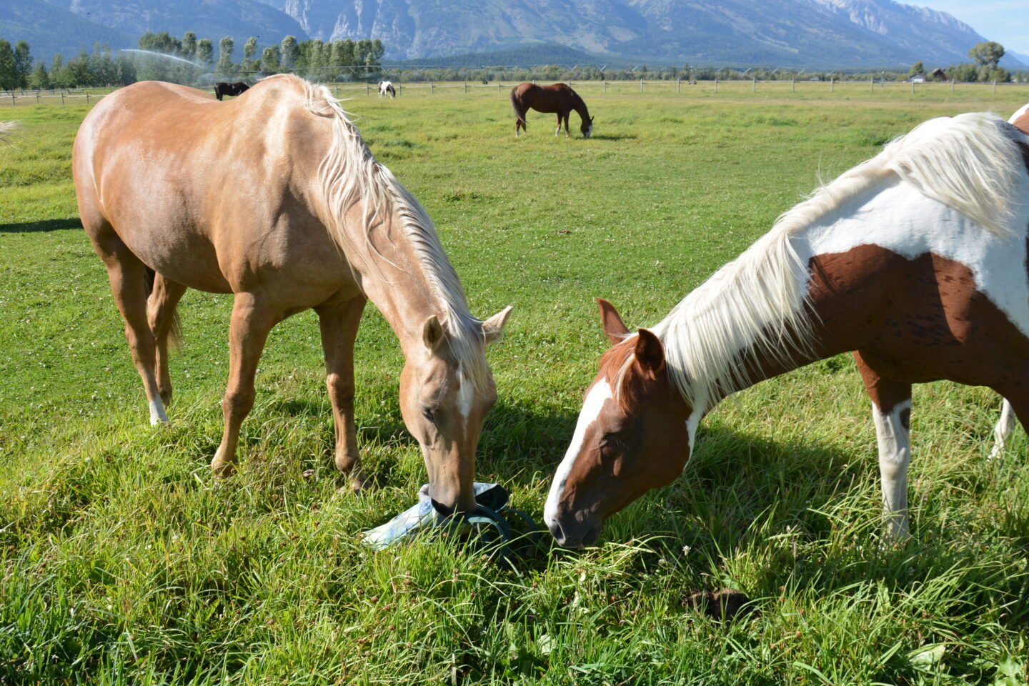 Nosy horses getting into my supplies!