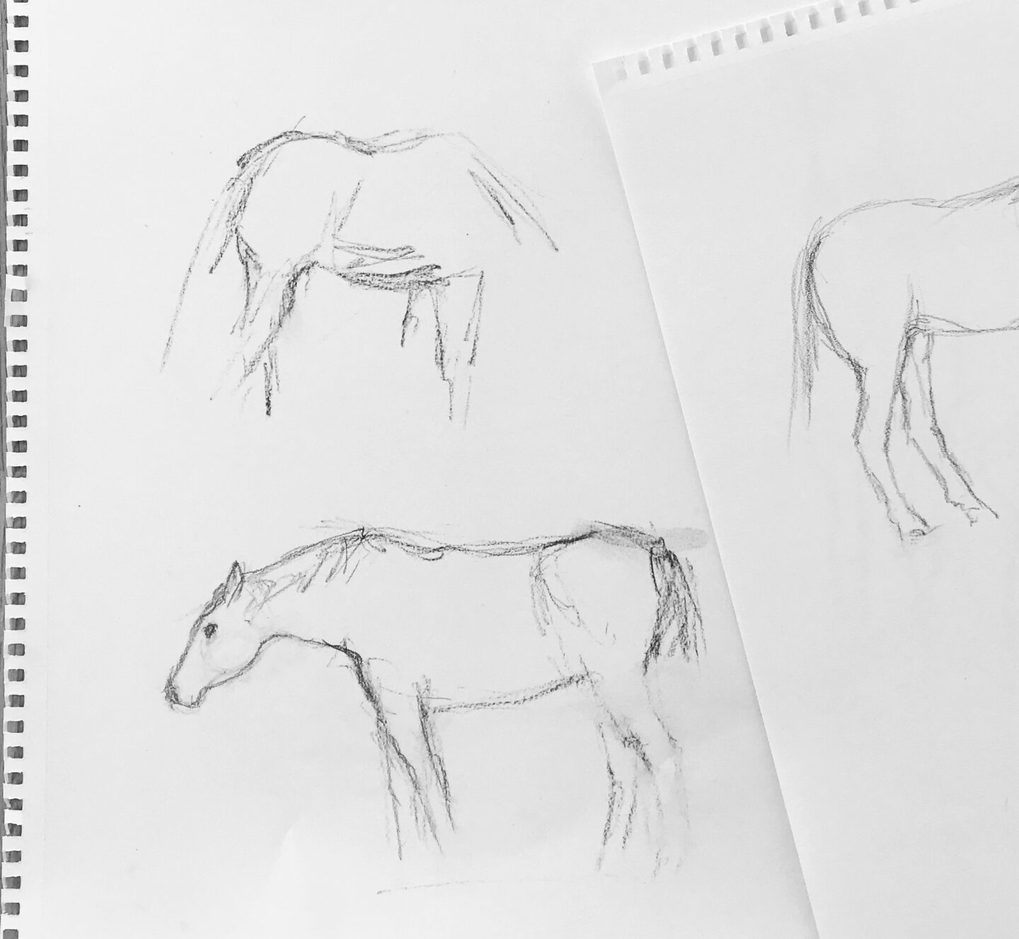 Horse sketches in pencil.