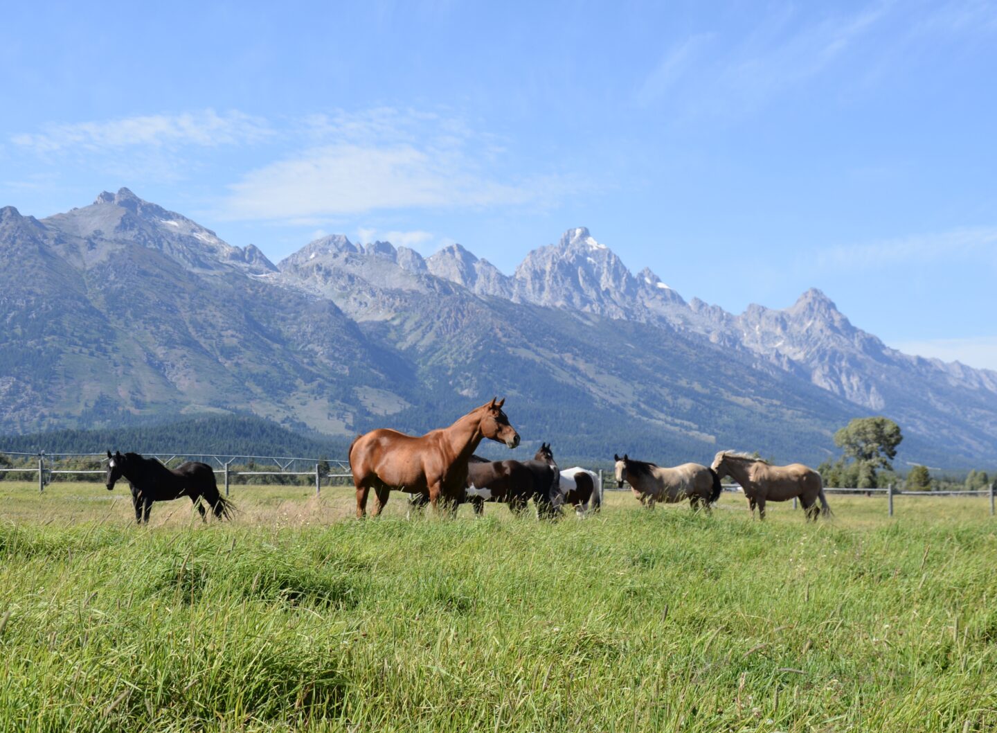 Beautiful horses with the Grand Tetons.