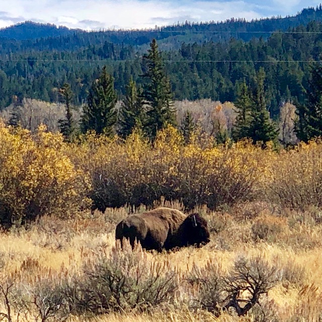 A bison walks by as I'm plein air painting in Grand Teton National Park.