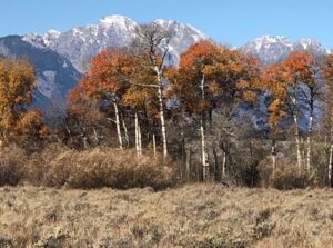 Fall color in Grand Teton National Park.