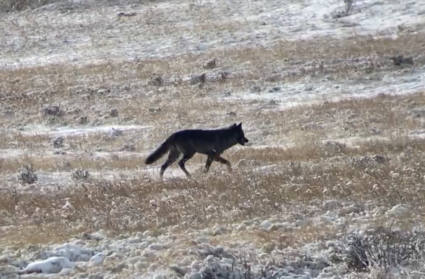 Wolf watching in Yellowstone