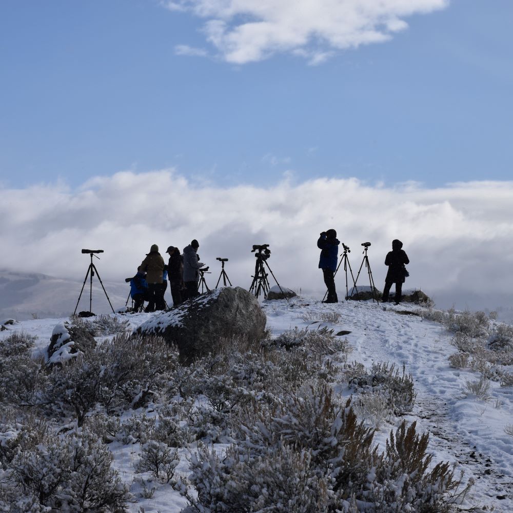 Wolf watchers in Yellowstone