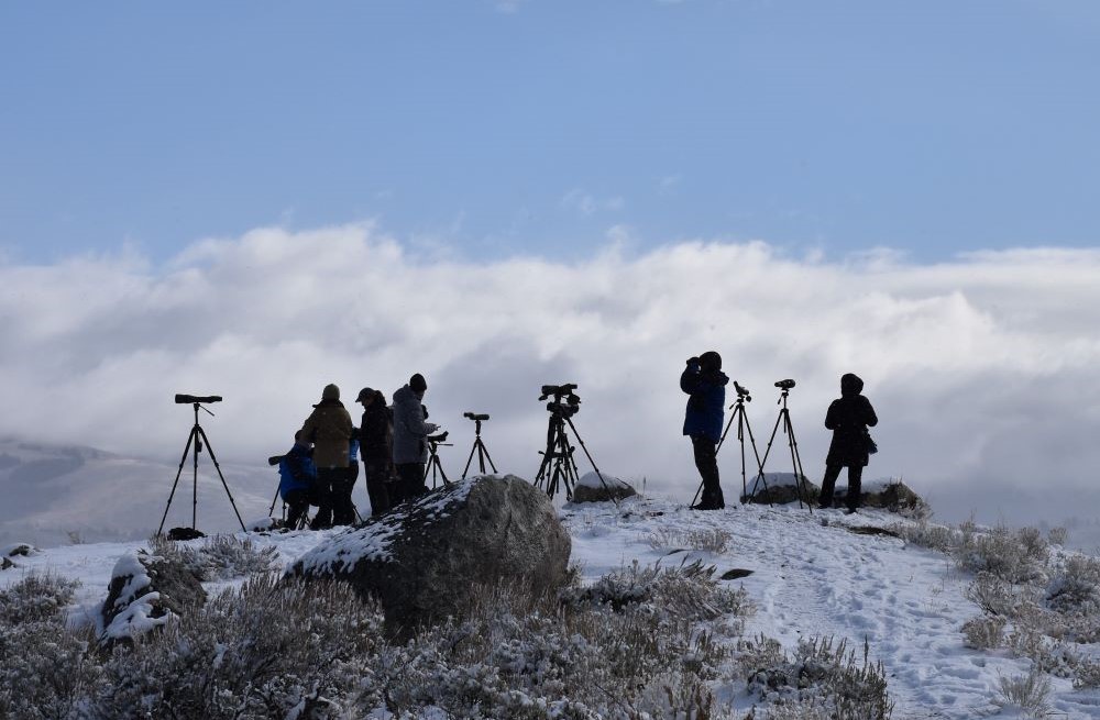 Wolf watching in Yellowstone